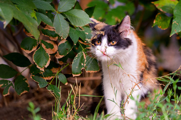 Stray cat as homeless, outdoor, sad, pet concept.