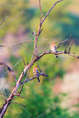Eurasian Hoopoe or Upupa epops. The pair of birds is sitting on branches