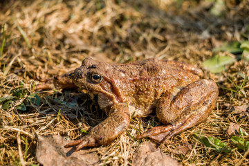 Large brown toad sitting in the spring garden