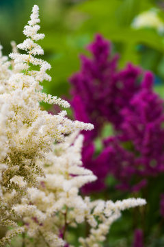 Blooming red and white astilba in the garden.