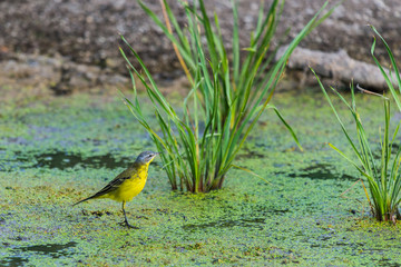 Yellow wagtail or Motacilla flava feldegg