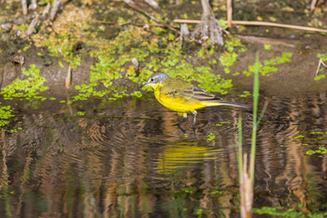 Female Western Yellow Wagtail or Motacilla flava
