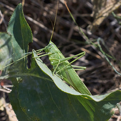 Grasshopper hiding on a  grass.
