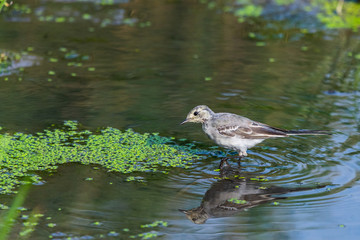 Juvenile white wagtail or Motacilla alba