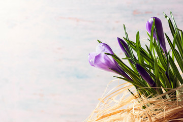 Spring purple crocus flowers