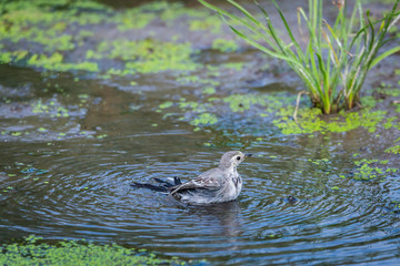 White Wagtail or Motacilla alba is bathed in water. Wagtails is a genus of songbirds. Wagtail is one of the most useful birds. It kills mosquitoes and flies, which deftly chases in the air