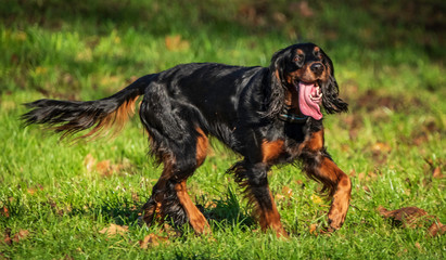Gordon setters tongue