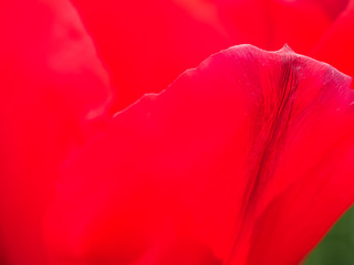 Close up image of red tulip