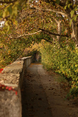 alley in autumn park