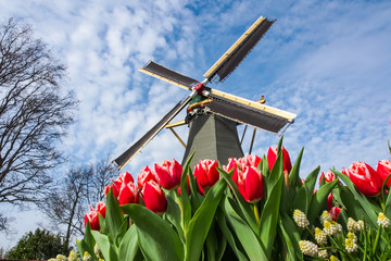 Dutch windmill and colorful tulips
