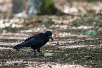 Black bird Raven or Black Crow or corvus corax. Raven in city garden. Crow is looking for food