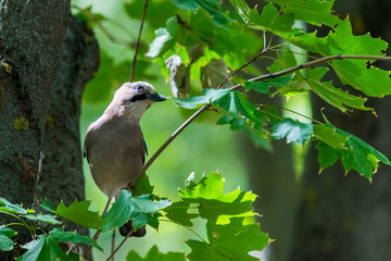 Eurasian jay or Garrulus glandarius in city park