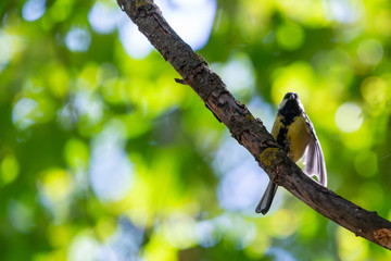 Colorful great tit or Parus major perched on a tree trunk