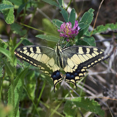 Papilio machaon. Butterfly feeding on flowers.