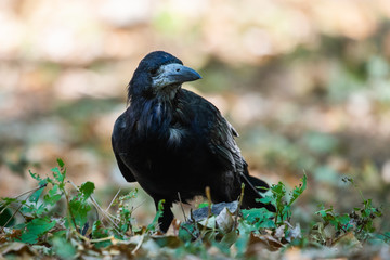 Black bird Raven or Black Crow or corvus corax. Raven in city garden. Crow is looking for food