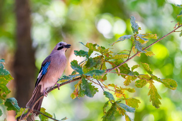 Eurasian jay or Garrulus glandarius in city park