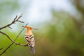 The Hoopoe or Upupa Epops perched on a tree
