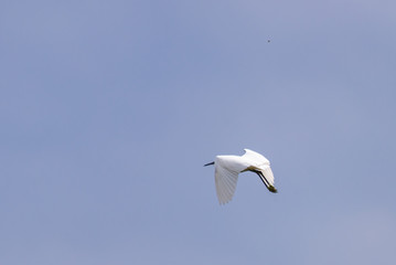 Western Reef Heron or Egretta gularis