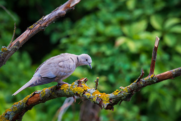 Collared dove or Streptopelia decaocto on branch
