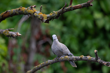 Collared dove or Streptopelia decaocto on branch