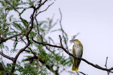 Young Eurasian Golden Oriole or Oriolus oriolus