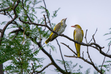 Young Eurasian Golden Oriole or Oriolus oriolus