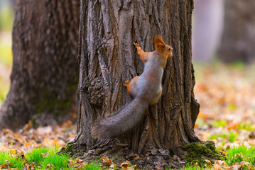 A wild squirrel captured in a cold sunny autumn day, funny cute squirrel is on the tree in autumn park. Colorful nature, fall season concept