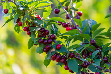 Cherries on a branch of a fruit tree in the sunny garden. Bunch of Fresh cherry on branch in summer season
