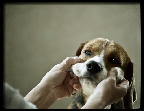 Woman pulling dog face