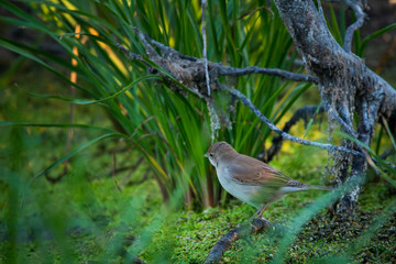 Eurasian reed warbler or Acrocephalus scirpaceus close
