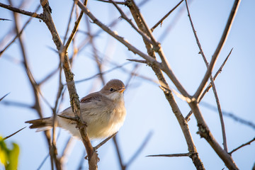 Eurasian reed warbler or Acrocephalus scirpaceus close