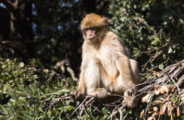 Berberaffe (Macaca sylvanus) in Marokko