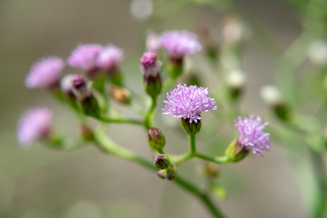Close up Little ironweed flower.