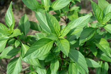 Close up Sweet Basil leaves.