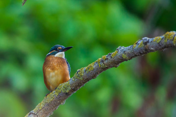 Common European Kingfisher or Alcedo atthis perched on a stick above the river and hunting for fish