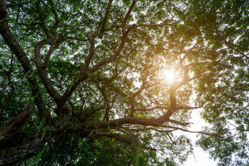 Close up of Samanea saman plant.