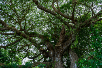 Close up of Samanea saman plant.