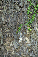 Close up of Samanea saman plant.