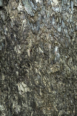 Close up of Samanea saman plant.