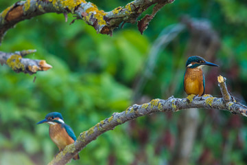 Two Common European Kingfishers or Alcedo atthis perched on a stick above the river and hunting for fish
