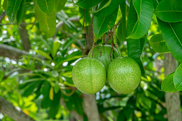 Suicide tree, Pong-pong, Othalanga