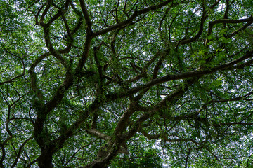 Close up of Samanea saman plant.