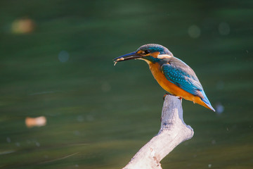 Kingfisher or Alcedo atthis perches with prey on branch