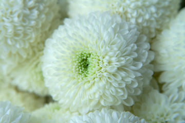 Close up Chrysanthemum flower.