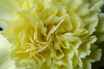 Close up of Carnation