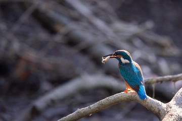 Kingfisher or Alcedo atthis perches with prey on branch