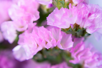 Marsh Rosemary, Sea Lavender or Statice