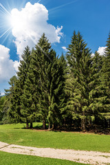 Fototapeta na wymiar Evergreen Trees in Summer - Trentino Alto Adige Italy