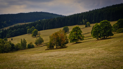 forest view in national park Krkonoše