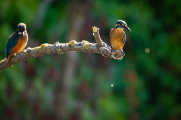 Two Common European Kingfishers or Alcedo atthis perched on a stick above the river and hunting for fish